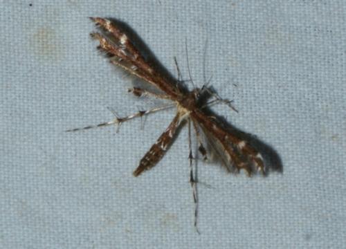 Capperia britanniodactylus